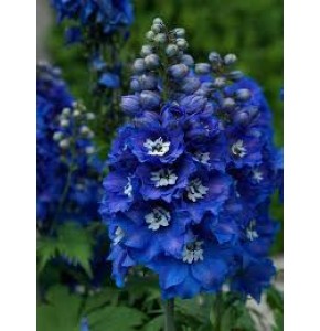 ΔΕΛΦΙΝΙΟΥΜ  ΥΒΡΙΔΙΟ  ΜΠΛΕ  DELPHINIUM  El CENTURIO BLUE